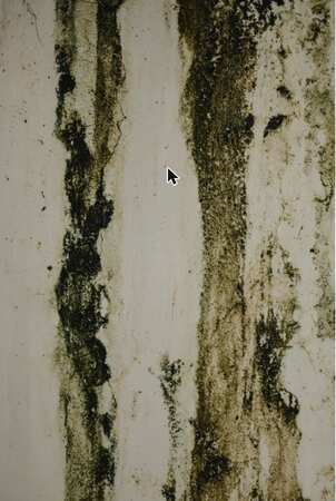 Mold growth streaking down an interior wall from moisture intrusion